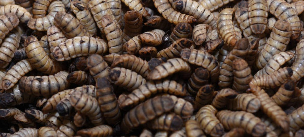 black-soldier-fly-lead-photo